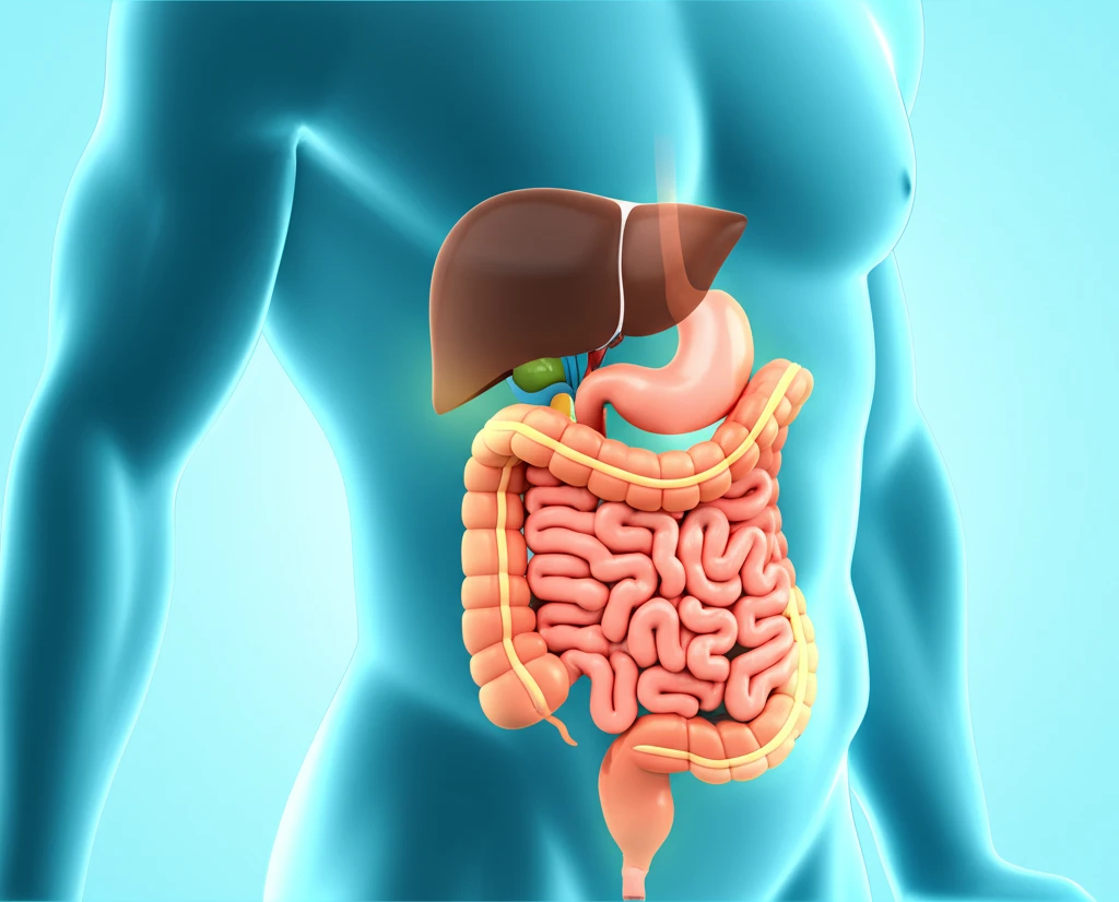 복부 4분할 구획 및 주요 장기 위치도